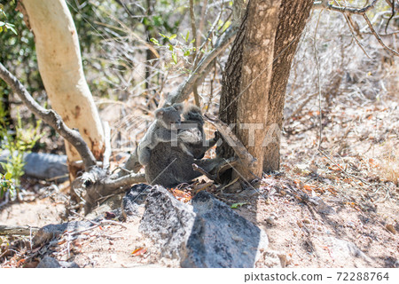 Wild koala climbing a tree from the ground 72288764