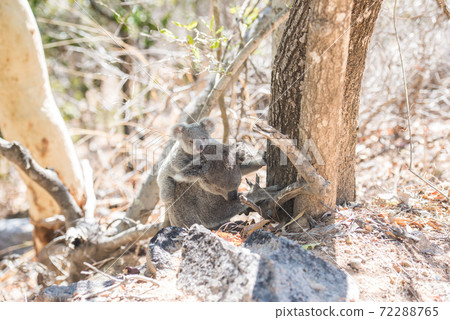 Wild koala climbing a tree from the ground 72288765