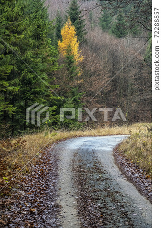 Autumn scene in forest, Little Fatra, Slovakia Autumn scene in forest, Little Fatra, Slovakia 72288857