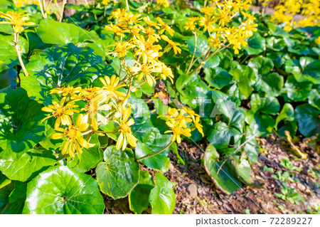 Zwabuki黃色花 72289227