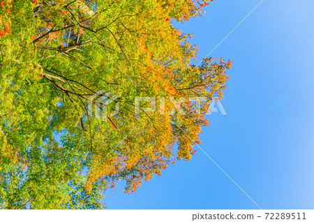 Atami Plum Garden, Atami Plum Garden, Shizuoka Prefecture, Autumn Leaves, Maple Festival Atami Plum Garden, Atami Plum Garden, Shizuoka Prefecture, Autumn Leaves, Maple Festival 72289511