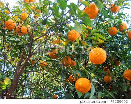 Yuzu tree with many fruits Yuzu tree with many fruits 72289602