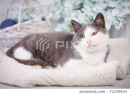 A gray cat with a white muzzle lies on the pullover 72289634