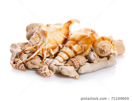 Some shells from the ocean isolated on white background. 72289669
