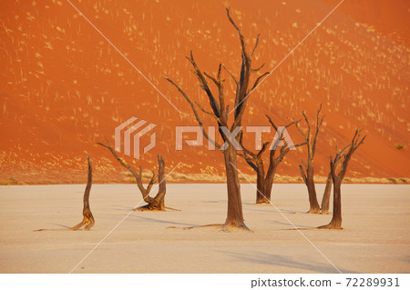 Namib 72289931