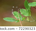 Udonge flower (lacewing egg) 72290323