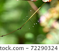 Udonge flower (lacewing egg) 72290324