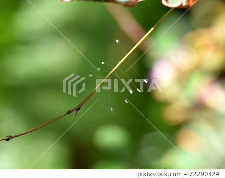 Udonge flower (lacewing egg) Udonge flower (lacewing egg) 72290324