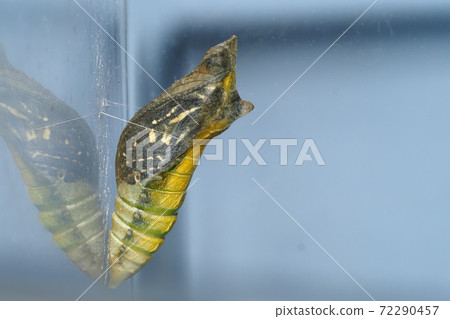 Chrysalis Of The Swallowtail Butterfly Stock Photo 72290457 Pixta