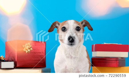 Dog with gifts at home Dog with gifts at home 72290559