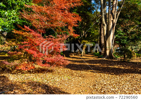 東京澀谷區代代木公園的秋葉風景 72290560