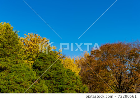 東京澀谷區代代木公園的秋葉風景 東京澀谷區代代木公園的秋葉風景 72290561