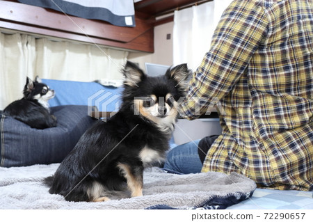 Camper Travel Telework Worcation Female Long Coat Chihuahua Multi-headed Camper Travel Telework Worcation Female Long Coat Chihuahua Multi-headed 72290657