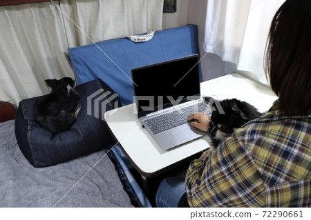 Camper Telework Worcation Female Chihuahua Multi-headed Camper Telework Worcation Female Chihuahua Multi-headed 72290661