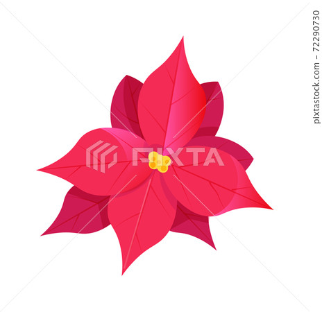 Pink poinsettia christmas flower isolated on white Pink poinsettia christmas flower isolated on white 72290730