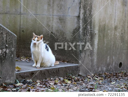 A cat sitting in an alley, a calico cat, a cute landscape, an autumn day A cat sitting in an alley, a calico cat, a cute landscape, an autumn day 72291135