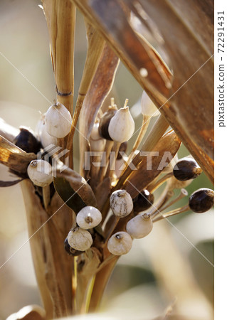 棕葉和juzudama水果 棕葉和juzudama水果 72291431