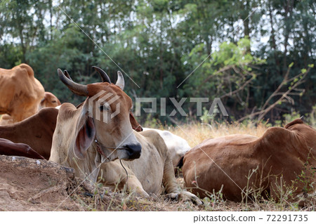 Herds of cows laying down in the grassland under the shade of the tree. 72291735