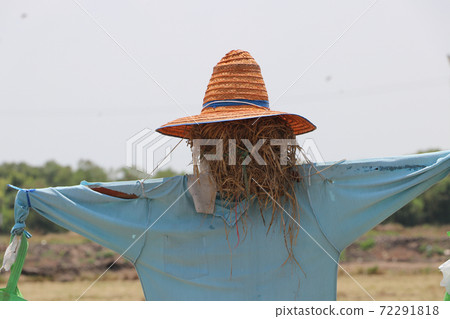 Scarecrow or Strawman setting on the field, set up to scare birds. Scarecrow or Strawman setting on the field, set up to scare birds. 72291818