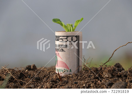 Rolled fifty US dollar banknote of America and young plant grow up from the soil. Rolled fifty US dollar banknote of America and young plant grow up from the soil. 72291819