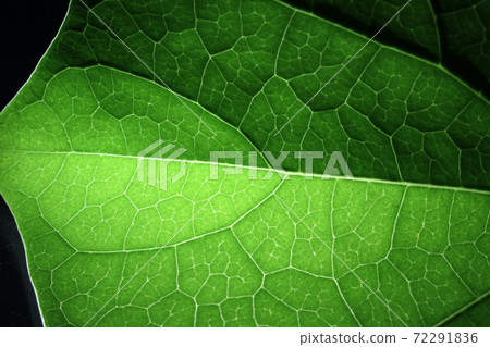 Closeup of portion of green netted veins leaf. 72291836