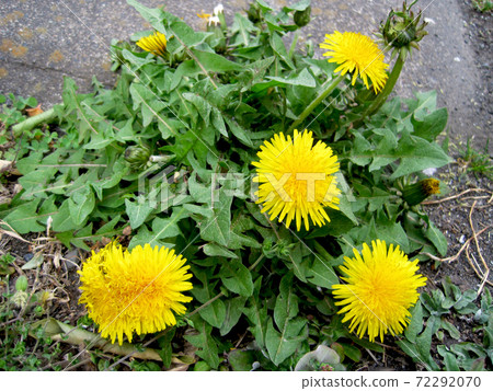 蒲公英花 蒲公英花 72292070