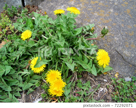 蒲公英花 72292071