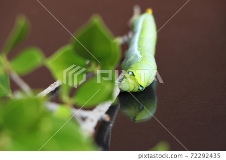 Oleander hawkmoth caterpillar Daphnis nerii, Sphingidae on the branch of tree on dark reflex floor 72292435