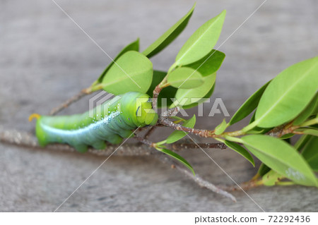 Oleander hawkmoth caterpillar  (Daphnis nerii, Sphingidae) on the branch of tree on wooden floor. 72292436