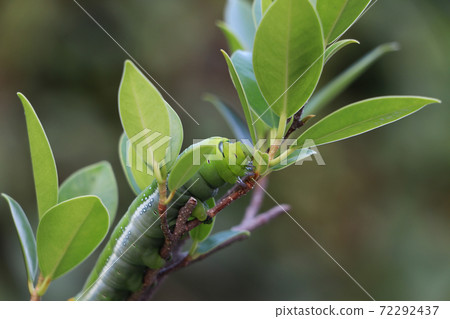 Oleander hawkmoth caterpillar Daphnis nerii, Sphingidae on the branch of tree 72292437