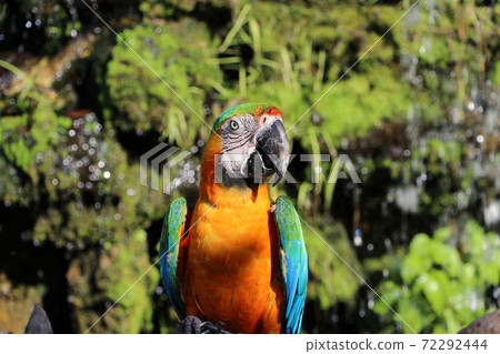 Macaw bird perched on the dry timber with nature background. 72292444