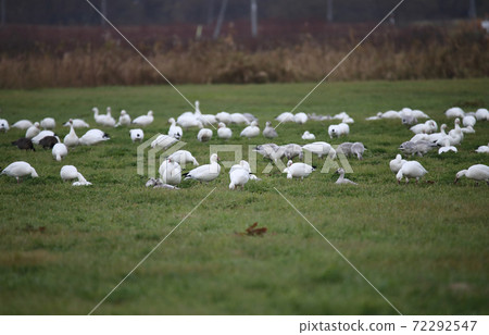 Snow geese flocking to the meadow Snow geese flocking to the meadow 72292547