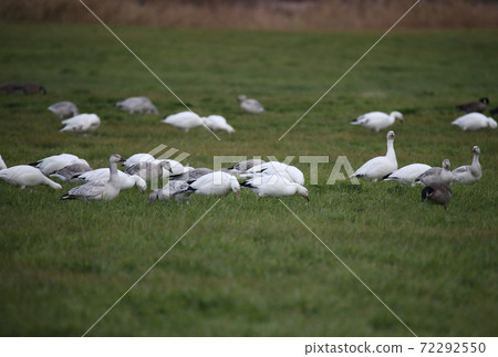 Snow geese flocking to the meadow 72292550