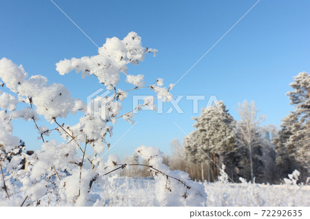 Grass in hoarfrost against the  blue sky  72292635