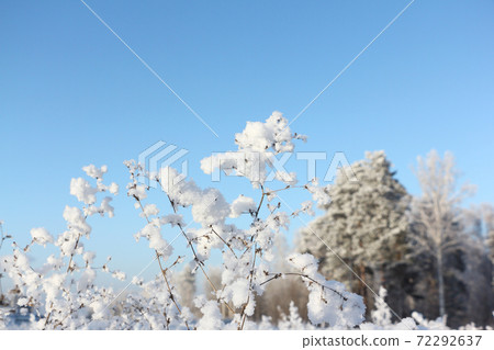 Grass in hoarfrost against the  blue sky  72292637