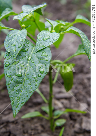 Green bell pepper growing on bush in the garden. 72293791