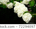 Meigetsuin少校Mari 72294097