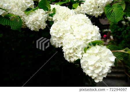 Meigetsuin少校Mari 72294097