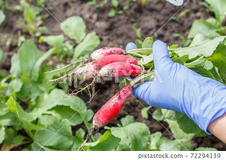 Farmer is picking fresh red ripe radish on the garden bed 72294139