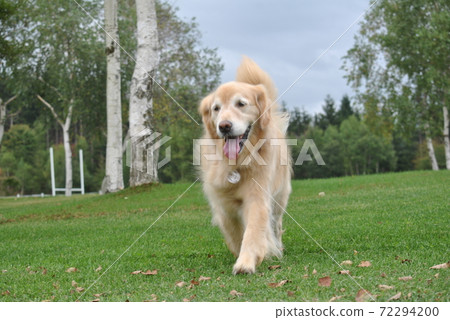 金毛獵犬在高原的草坪上行走 72294200