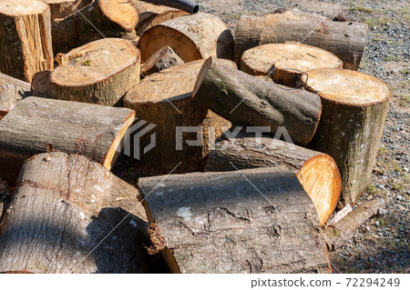 A pile of logs made by cutting a large tree with a chainsaw A pile of logs made by cutting a large tree with a chainsaw 72294249