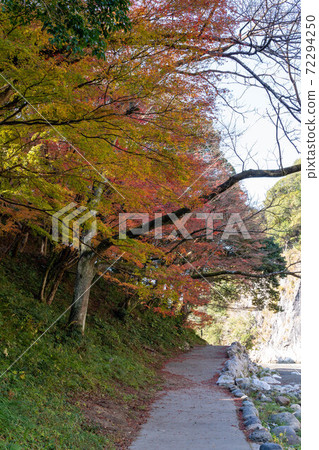 熊本縣八代郡立上神社河畔的秋葉 72294250