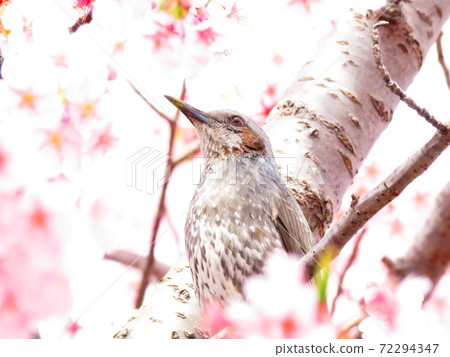 松田山香草園：一隻小雞吮吸河津櫻花的蜂蜜 72294347