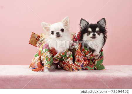 Two Chihuahuas in sunny clothes 72294492