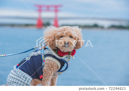 Walk with the sea and dog 72294821