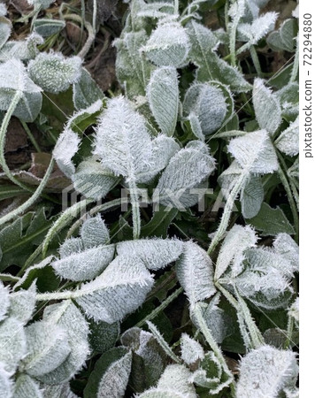 Cold and good friend clover Cold and good friend clover 72294880