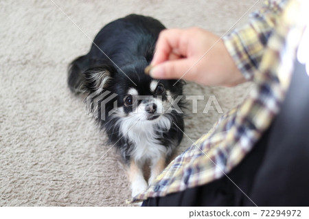 保險絲!訓練吉娃娃狗 保險絲!訓練吉娃娃狗 72294972