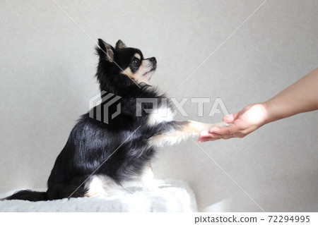 手訓練吉娃娃狗 72294995