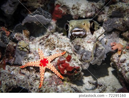 Red starfish on the background of a blurred silhouette of a curious Spotted Burrfish in the Indian ocean Red starfish on the background of a blurred silhouette of a curious Spotted Burrfish in the Indian ocean 72295160