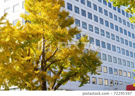 View of Ginkgo trees on Yamashita Koen-dori View of Ginkgo trees on Yamashita Koen-dori 72295397